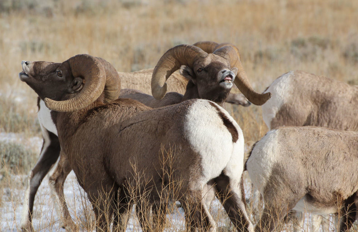 Bighorn sheep